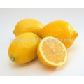 JLM01 Kingdeli fruit seeds in lemon tree seeds, lemon seeds